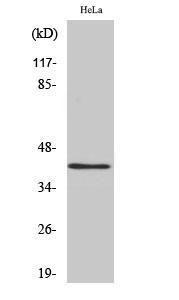 Western blot analysis of various cells using Anti-hnRNP G Antibody