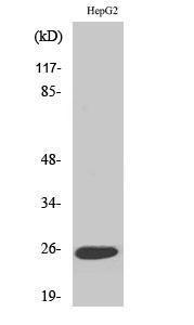 Western blot analysis of various cells using Anti-TNFC Antibody