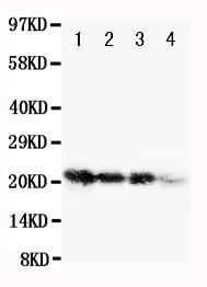 Anti-FGF1 Rabbit Polyclonal Antibody