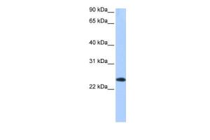 Anti-EGLN3 Rabbit Polyclonal Antibody