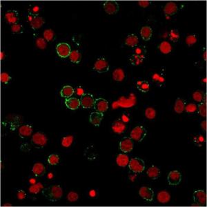 Immunofluorescent analysis of PFA fixed Jurkat cells stained with Anti-CD31 Antibody [158-2B3] followed by Goat Anti-Mouse IgG (CF&#174; 488) (Green). Nuclei are stained with RedDot.