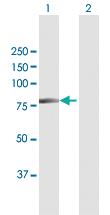 Anti-XRCC6 Rabbit Polyclonal Antibody