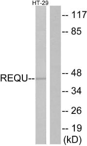 Western blot analysis of lysates from HT-29 cells using Anti-REQU Antibody. The right hand lane represents a negative control, where the antibody is blocked by the immunising peptide