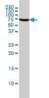 Anti-XRCC6 Mouse Monoclonal Antibody [clone: 4C2-1A6]