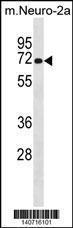 Anti-LRMP Rabbit Polyclonal Antibody (PE (Phycoerythrin))