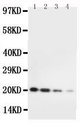 Anti-IL10 Rabbit Polyclonal Antibody