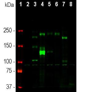 Western blot analysis of different tissue and cell lysates using Anti-ANK-3 Antibody [2A8] (A270548), at a dilution of 1:2,000, in green