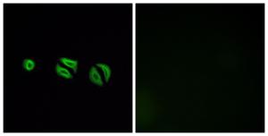 Immunofluorescence analysis of A549 cells using Anti-OR10G6 Antibody. The right hand panel represents a negative control, where the antibody was pre-incubated with the immunising peptide