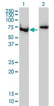 Anti-XRCC6 Mouse Monoclonal Antibody [clone: 4C2-1A6]