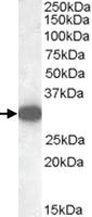 Anti-MGLL Goat Polyclonal Antibody