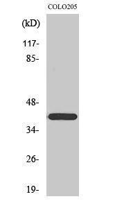 Western blot analysis of various cells using Anti-BRP16 Antibody