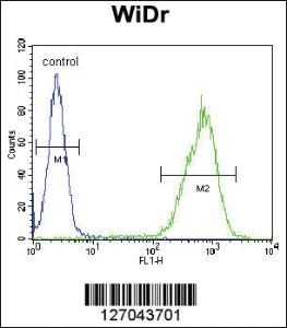 Anti-GSDMC Rabbit Polyclonal Antibody