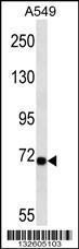 Anti-LRP10 Rabbit Polyclonal Antibody (AP (Alkaline Phosphatase))