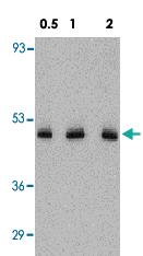 Anti-CX3CL1 Rabbit Polyclonal Antibody