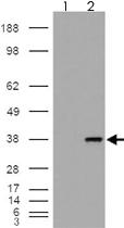 Anti-MGLL Goat Polyclonal Antibody