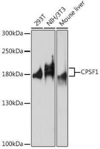 Western blot analysis of extracts of various cell lines, using Anti-CPSF1 Antibody (A93199) at 1:1,000 dilution