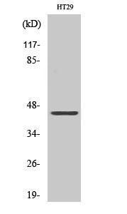 Western blot analysis of various cells using Anti-REQU Antibody