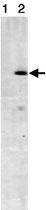 Anti-STRN3 Mouse Monoclonal Antibody [clone: S68]