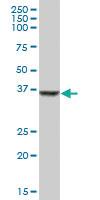 Anti-SDSL Mouse Polyclonal Antibody