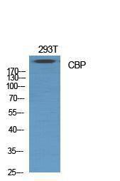 Anti-KAT3A/CBP Rabbit Polyclonal Antibody