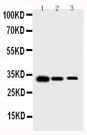 Anti-Survivin Rabbit Polyclonal Antibody