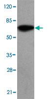 Anti-SMYD4 Mouse Monoclonal Antibody