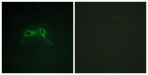 Immunofluorescence analysis of HepG2 cells using Anti-NF1 Antibody. The right hand panel represents a negative control, where the Antibody was pre-incubated with the immunising peptide