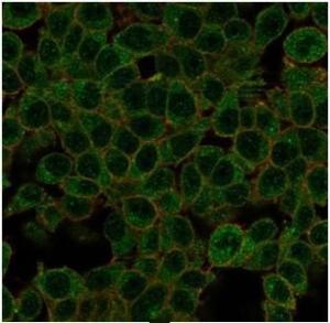 Immunofluorescent analysis of PFA-fixed HeLa cells stained with Anti-ID1 Antibody [PCRP-ID1-2F11] followed by Goat Anti-Mouse IgG (CFand#174; 488) (Green). CFand#174; 640A Phalloidin (Red)