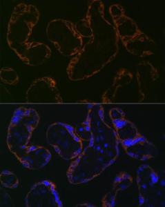 Anti-CYP26A1 Rabbit Monoclonal Antibody [clone: ARC2126]