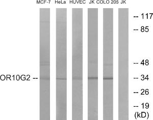 Western blot analysis of lysates from HUVEC, HeLa, MCF-7, Jurkat, and COLO cells using Anti-OR10G2 Antibody. The right hand lane represents a negative control, where the antibody is blocked by the immunising peptide.