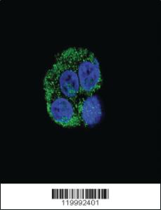 Anti-RUSC2 Rabbit Polyclonal Antibody