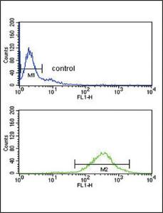 Anti-GOT2 Rabbit Polyclonal Antibody (PE (Phycoerythrin))