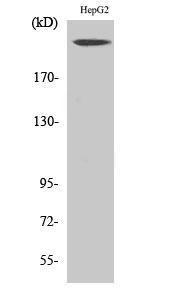 Western blot analysis of various cells using Anti-NF1 Antibody