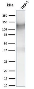 Western blot analysis of human THP-1 cell lysate using Anti-CD31 Antibody [C31.3 + C31.7 + C31.10]