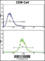 Anti-CD36 Rabbit Polyclonal Antibody