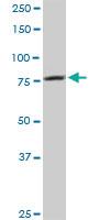 Anti-CARS Mouse Polyclonal Antibody