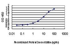 Anti-VHL Mouse Monoclonal Antibody [clone: 1G12]