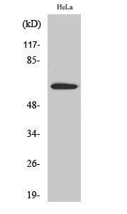 Western blot analysis of various cells using Anti-SGOL1 Antibody