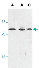 Anti-RYBP Rabbit Polyclonal Antibody