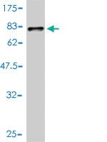 Anti-TUBA1C Mouse Monoclonal Antibody [clone: 1D2-H5]