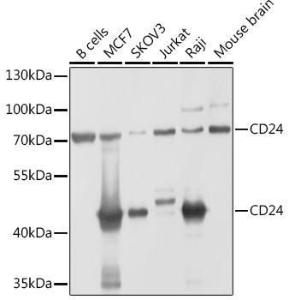 Antibody anti-CD24 100 µl