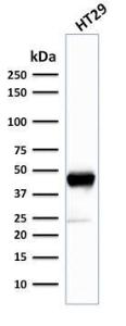 Western blot analysis of human HT29 cell lysate using Anti-Cytokeratin 20 Antibody [SPM140]