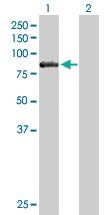 Anti-CARS Mouse Polyclonal Antibody