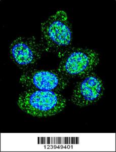 Anti-ACP1 Rabbit Polyclonal Antibody (FITC (Fluorescein Isothiocyanate))