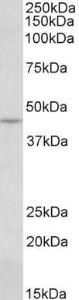 Antibody anti-CREB3 100 µg