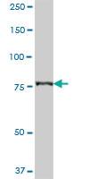 Anti-CARS Mouse Polyclonal Antibody