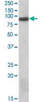 Anti-VPS35 Goat Polyclonal Antibody