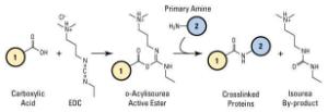 N'-(Éthylcarboneimidoyl)-N,N-diméthylpropane-1,3-diamine monochlorhydrate, No-Weigh™ Format, Pierce™