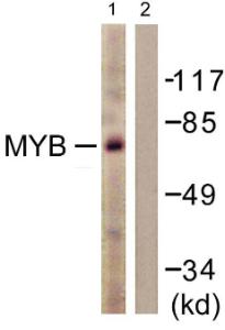 Anti-v-Myb + c-Myb Rabbit Polyclonal Antibody