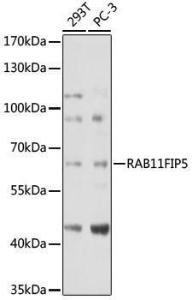 Antibody A306231-100 100 µl